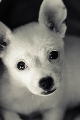 Fototapeta na wymiar white pomeranian puppy