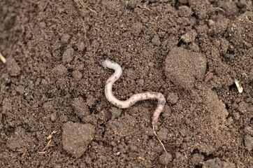 earthworm