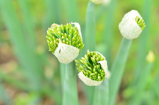 flowering onion batun