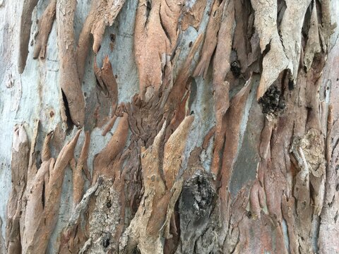 fringe bark tree trunk