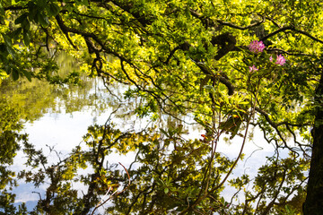 Beautiful Hidden Flower in Bolam lake