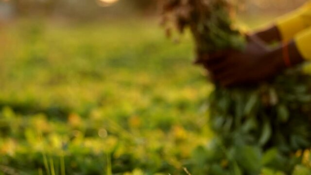 fresh peanuts plants with roots.selective focus without noise, peanut beans and plants,peanut farming field in harvest time,farmer  To pull peanut tree or plants,
