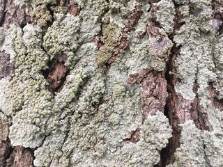 tree trunk green moss