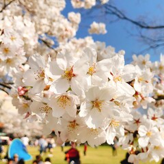 Fototapeta premium spring cherry blossom
