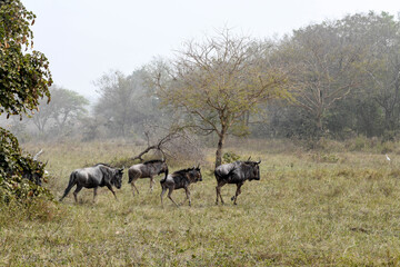 A herd of buffalo runs across a plain in Sarakawa Park.