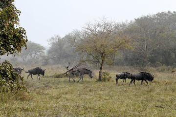 Naklejka na ściany i meble A herd of buffalo and a zebra on a plain in Sarakawa Park.