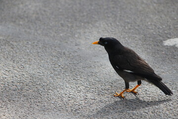 A cute Myna Indian Bird is looking for his breakfast :)
