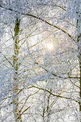 A low angled shot of a leafless tree with snow covered delicate treetop branches in Mid winter freezing weather