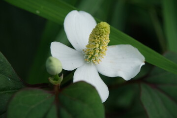 Fototapeta premium ドクダミ
