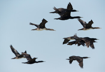 Socotra cormorants in flight