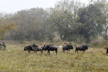 A herd of buffalo and a zebra on a plain in Sarakawa Park.