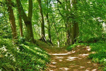 Fototapeta na wymiar A forest trail in summertime.
