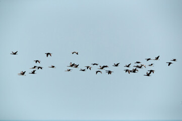 Socotra cormorant in flight neat Um Jaleed island , Bahrain