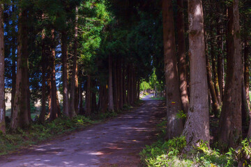 The road in the forest on the island of Terceira in Portuguese archipelago of the Azores.