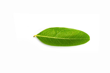 Fototapeta na wymiar green leaf isolated on white