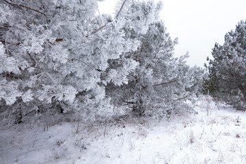 A frosted pine trees  in the middle of a European forest in cold winter time.