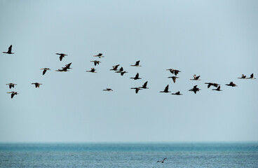 Socotra cormorants in flight