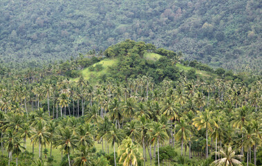 Palm trees and hilltop at Setangi, Lombok