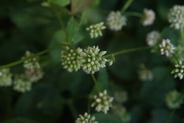 ポリゴナム（ヒメツルソバ）