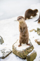 European otter, or Lutra lutra, standing on the rocks in the snow 
