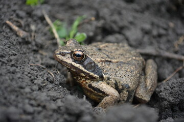 frog on the ground