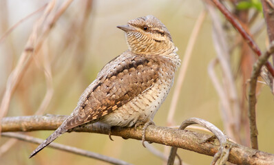 Eurasian wryneck, Jynx torquilla. A bird sits on a branch of a bush. The evening sun beautifully illuminates the model