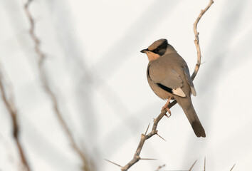 Grey Hypocolius, Bahrain