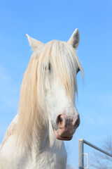 Obraz na płótnie Canvas Face of white horse. Blue sky on background. Sunshine