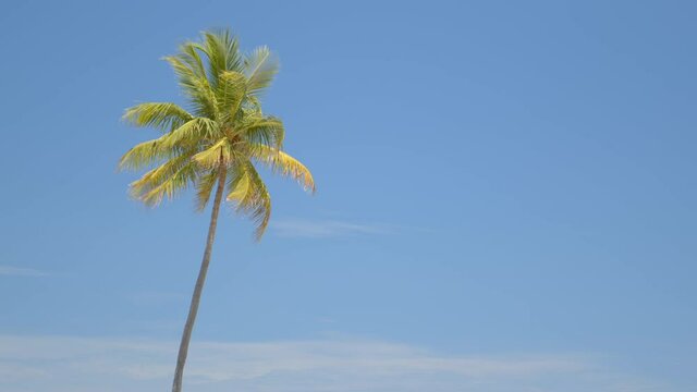 6k braw footage of a wingle palm tree on blue sky shot with blackmagic pocket cinema camera