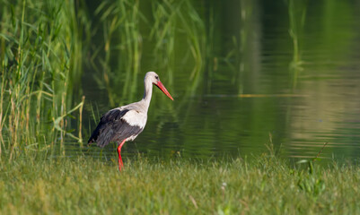 White stork, Ciconia ciconia. The bird stands on the lake