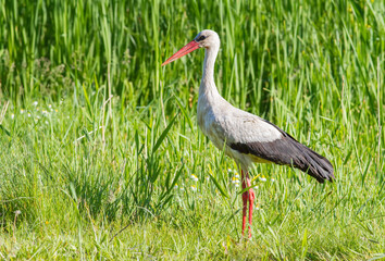 White stork, Ciconia ciconia. A bird walks through a meadow in the grass looking for food