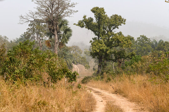 Dirt road in Sarakawa Park.