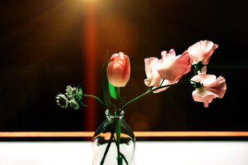 Tender pink sweet pea flower and tulip in glass vase on dark background with beautiful sunlight