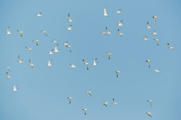 Little Tern flying