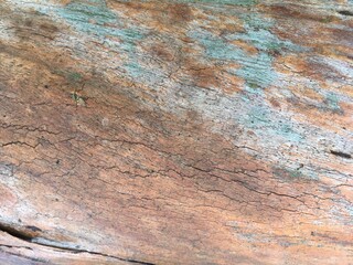 misty green moss tree trunk