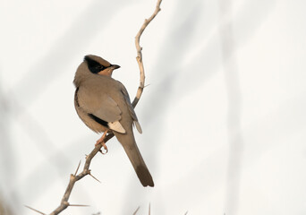 Grey Hypocolius perched on acacia tree, Bahrain