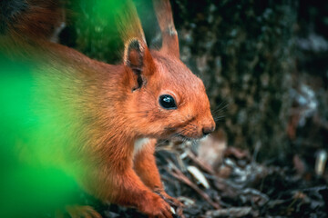 squirrel in the forest