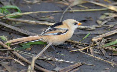 Panurus biarmicus, Bearded Reedling, Bearded tit. In the early morning, a young bird walks along the riverbank in search of food.