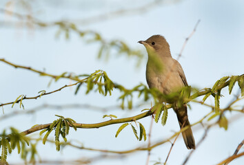 Grey Hypocolius perched on a acacia tree, Bahrain
