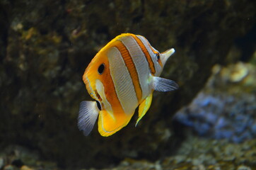 Tropical fish in aquarium, Frankfurt am Main (Germany)