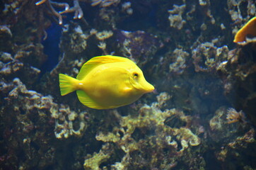 Fototapeta premium Tropical fish in aquarium, Frankfurt am Main (Germany)