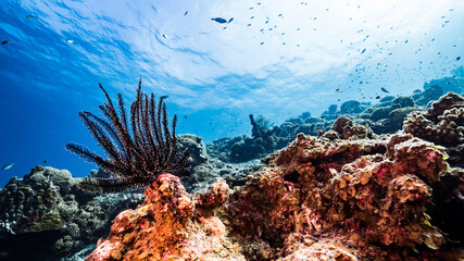 Fototapeta na wymiar Seascape of coral reef in Caribbean Sea / Curacao with coral, sponge and Crinoid