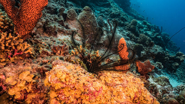 Seascape of coral reef in Caribbean Sea / Curacao with coral, sponge and Crinoid