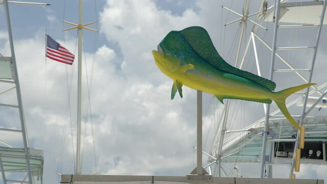 Mahi Mahi Dolphin Fish at a marina 6k raw footage