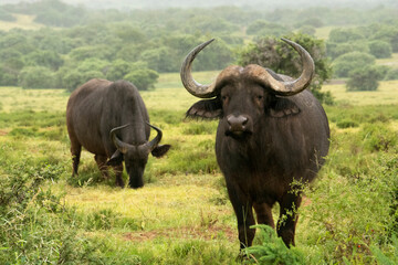 Two buffalo in the rain