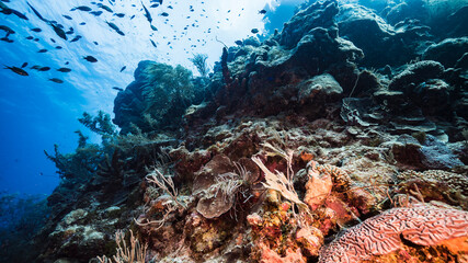 Seascape in turquoise water of coral reef in Caribbean Sea / Curacao with fish, coral and sponge

