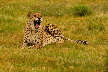 cheetah in the grass