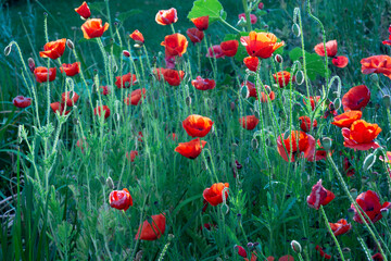 Red poppies in the morning sunlight