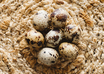 Obraz premium quail egg close-up on a wooden background