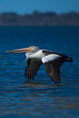 Fototapeta na wymiar A pelican flying across the Harvey Estuary, Mandurah, Western Australia - portrait